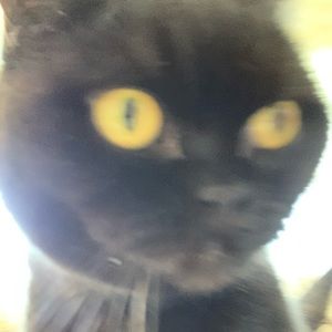 Meet your Posher, Maya